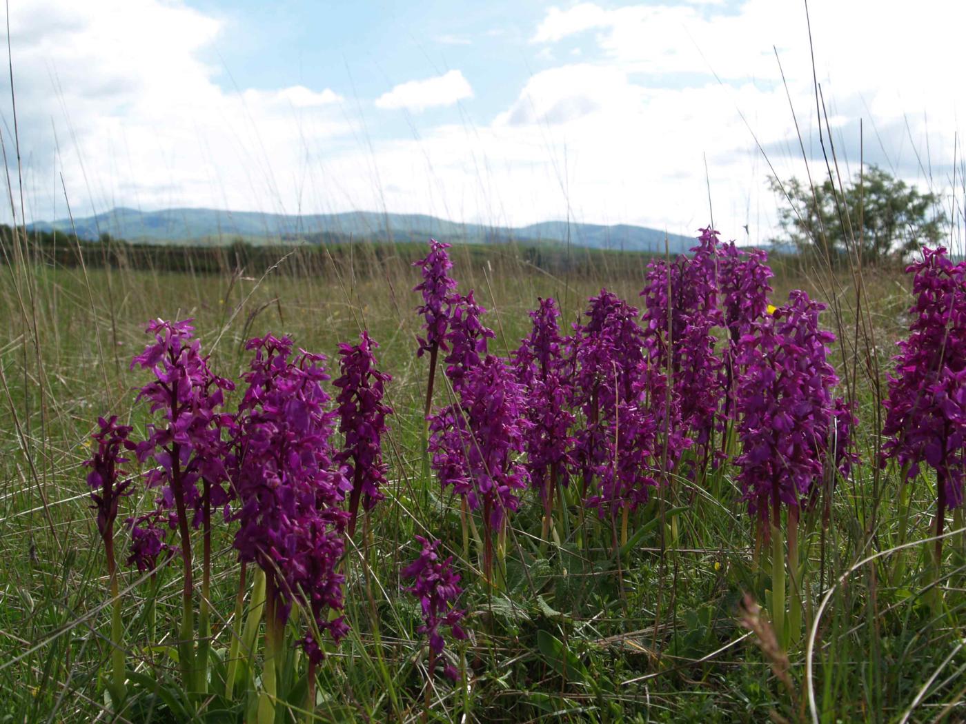 Orchid, Early Purple plant